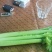 精品西芹大量上市，日供十万以上