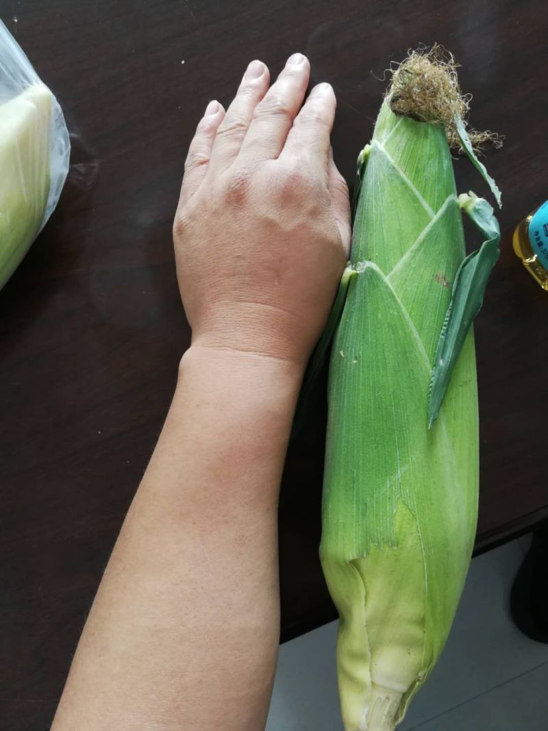 质量好个头大的粘玉米，量大货全，信誉可靠