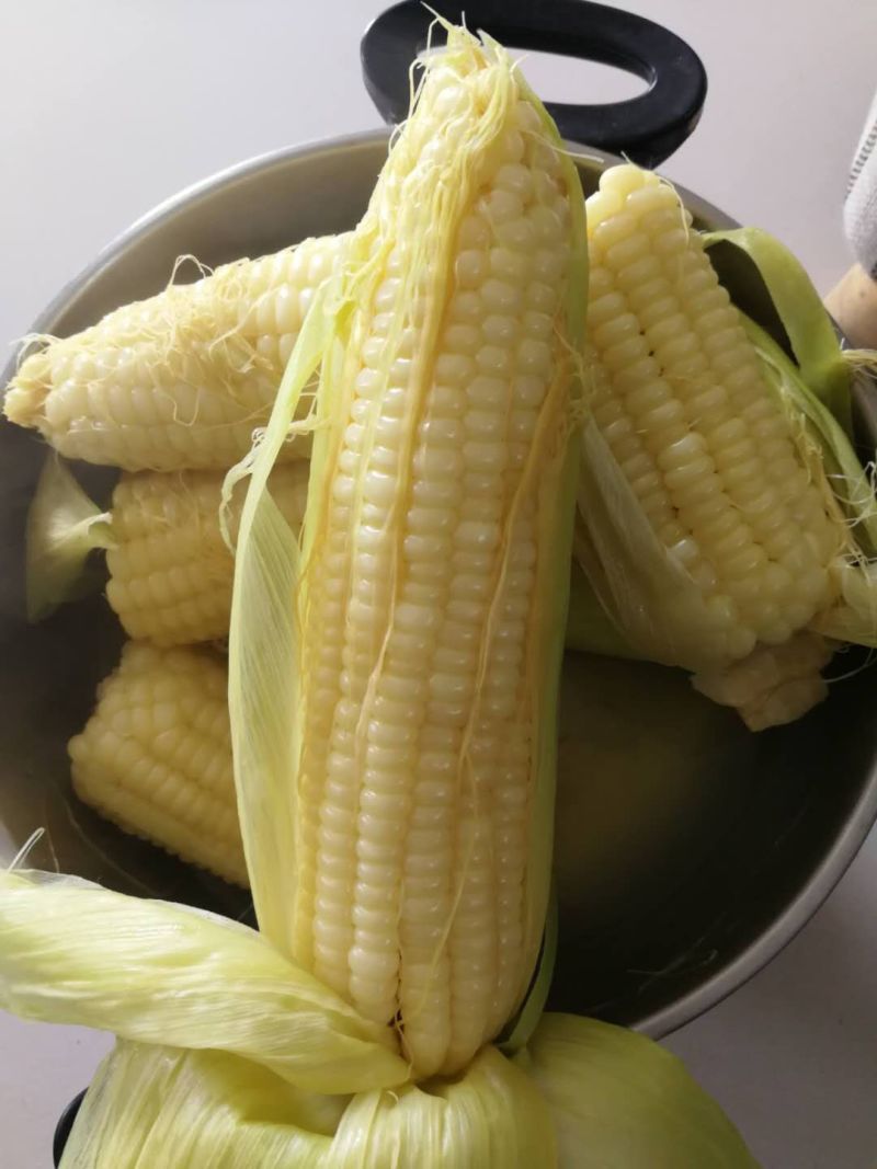 质量好个头大的粘玉米，量大货全，信誉可靠