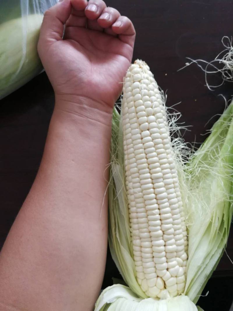 质量好个头大的粘玉米，量大货全，信誉可靠