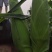 质量好个头大的粘玉米，量大货全，信誉可靠