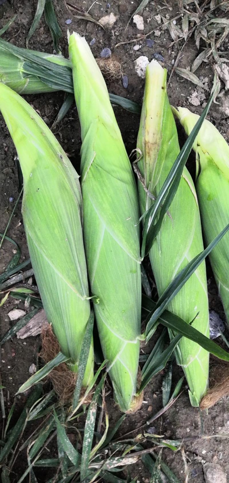质量好个头大的粘玉米，量大货全，信誉可靠