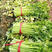 （精选）环农小香芹种子西芹种子速生芽率高