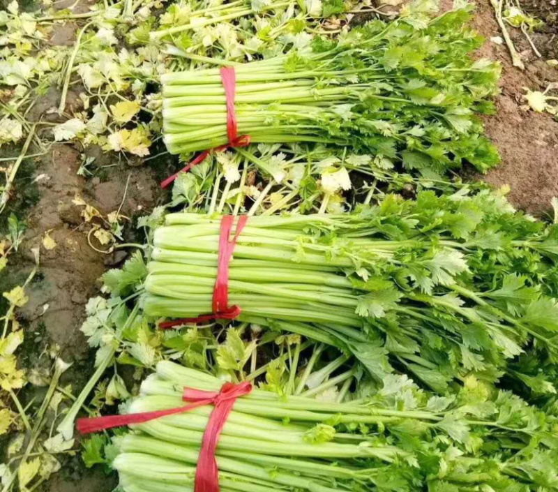 （精选）环农小香芹种子西芹种子速生芽率高