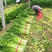 （精选）环农小香芹种子西芹种子速生芽率高