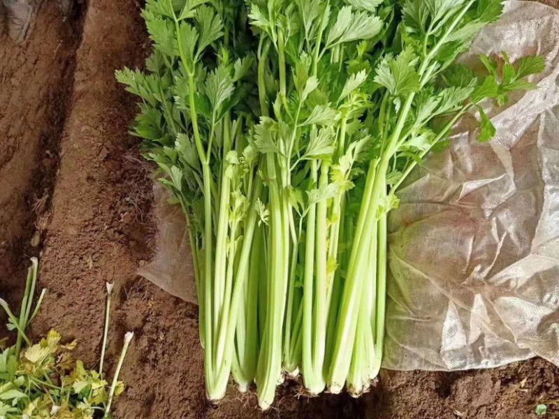 （精选）环农小香芹种子西芹种子速生芽率高