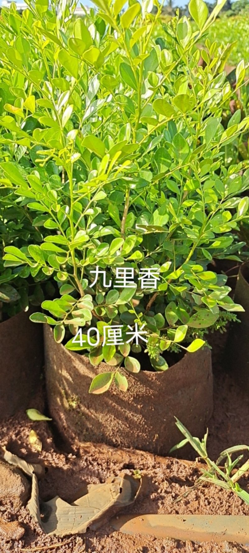 海璟权园林有限公司九里香