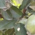 青苹果，75起步上不封顶，果面亮，口感好。