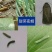 红钻阿维氟铃脲蔬菜玉米钻心虫水稻螟虫杀虫剂