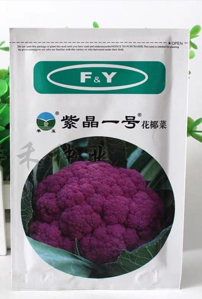 紫花菜种子紫晶一号花椰菜口感好耐储运产量高