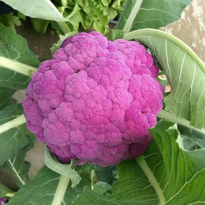 紫花菜种子紫晶一号花椰菜口感好耐储运产量高