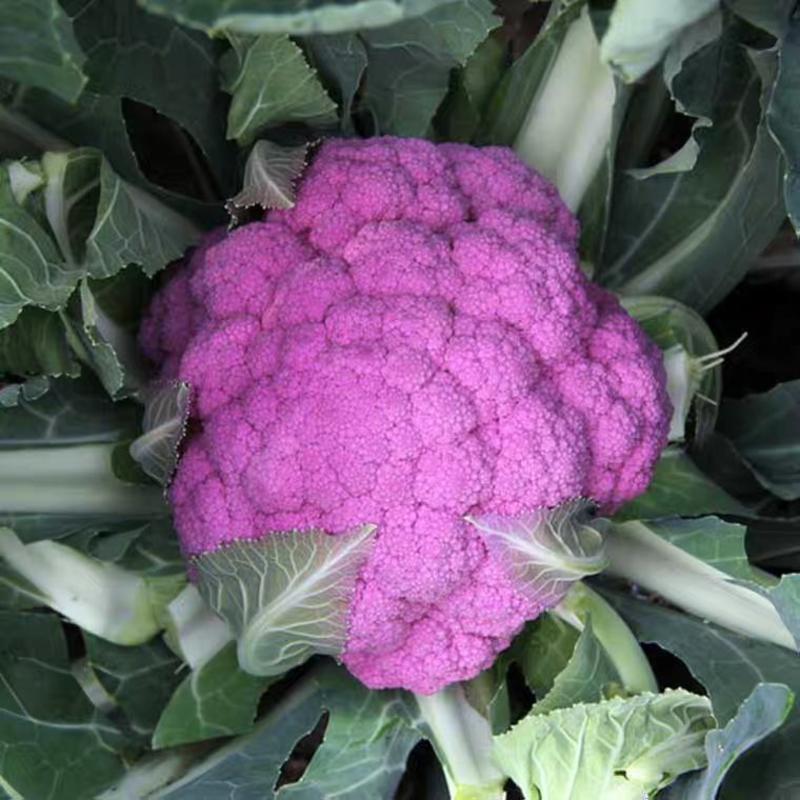 紫花菜种子紫晶一号花椰菜口感好耐储运产量高