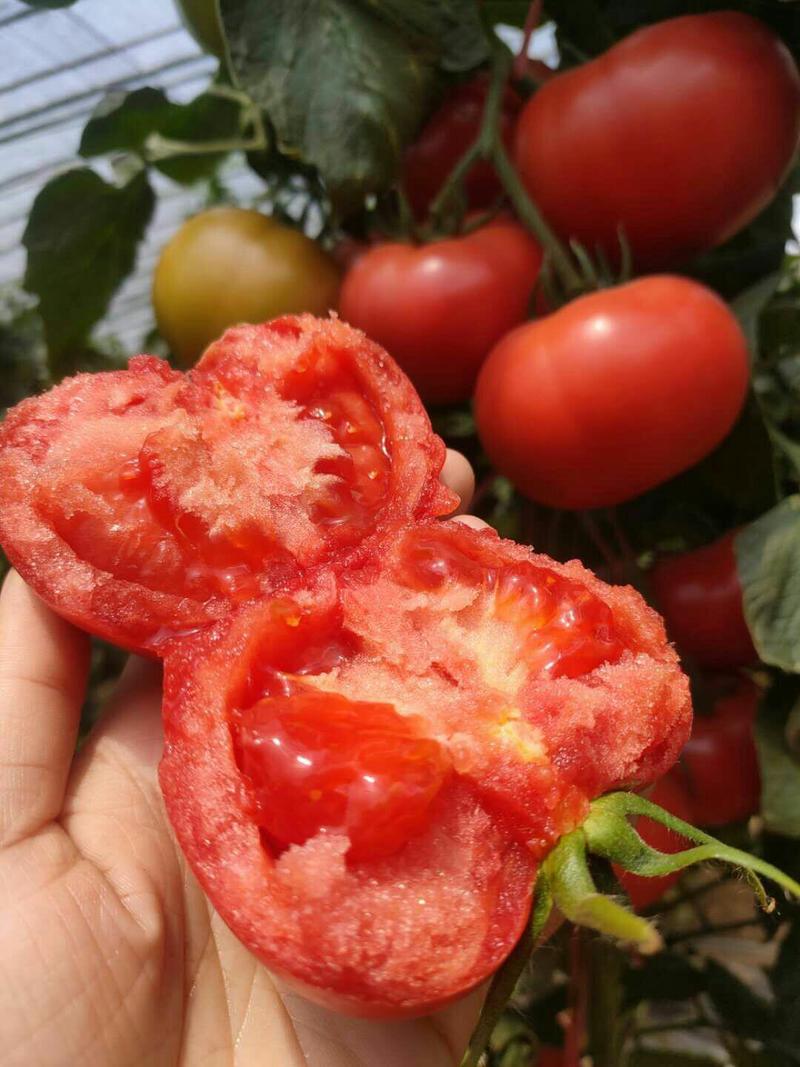 粉特5号番茄种子，耐低温番茄种子，抗病毒产量高
