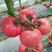 粉特5号番茄种子，耐低温番茄种子，抗病毒产量高