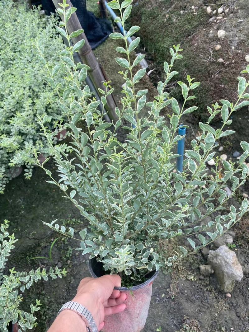 出售银姬小蜡，双色杯银姬小蜡杯苗