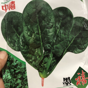（推荐）耐热耐抽苔墨渌厚实菠菜种子墨禧