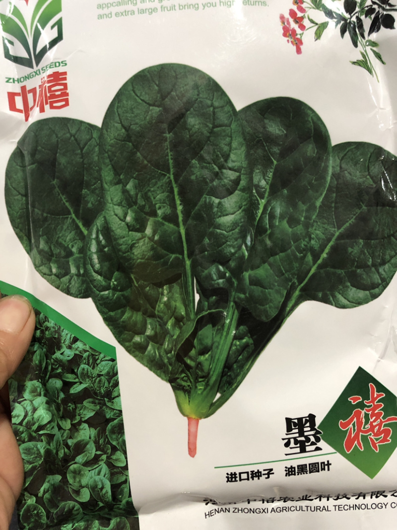 （推荐）耐热耐抽苔墨渌厚实菠菜种子墨禧