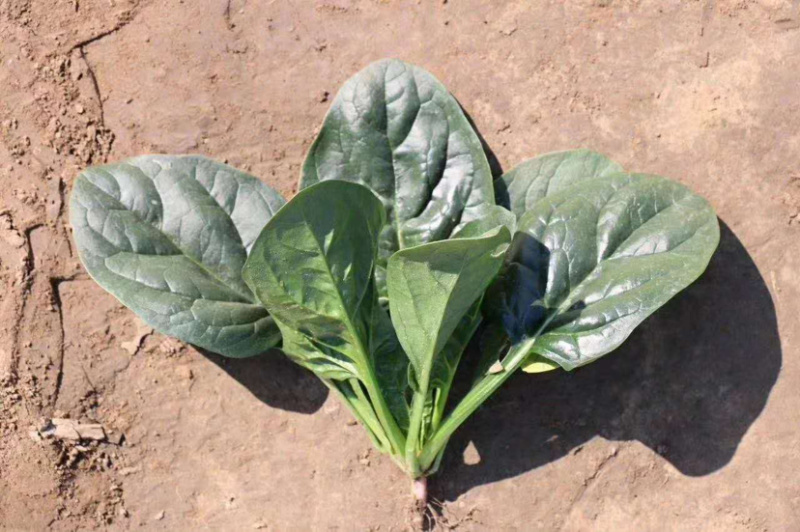 （推荐）耐热耐抽苔墨渌厚实菠菜种子墨禧