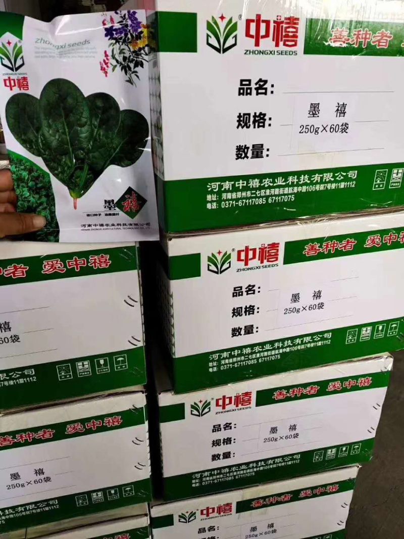 （推荐）耐热耐抽苔墨渌厚实菠菜种子墨禧