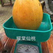 台湾耀棠水仙桃树苗鸡蛋果树苗蛋黄果树苗提供种植管理技术