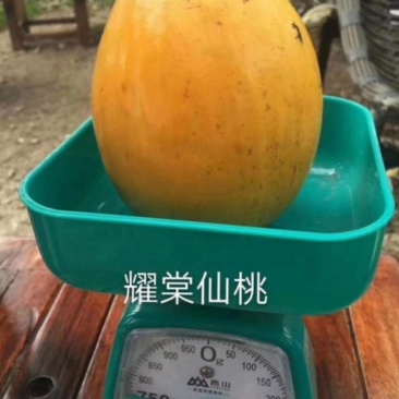 台湾耀棠水仙桃树苗鸡蛋果树苗蛋黄果树苗提供种植管理技术