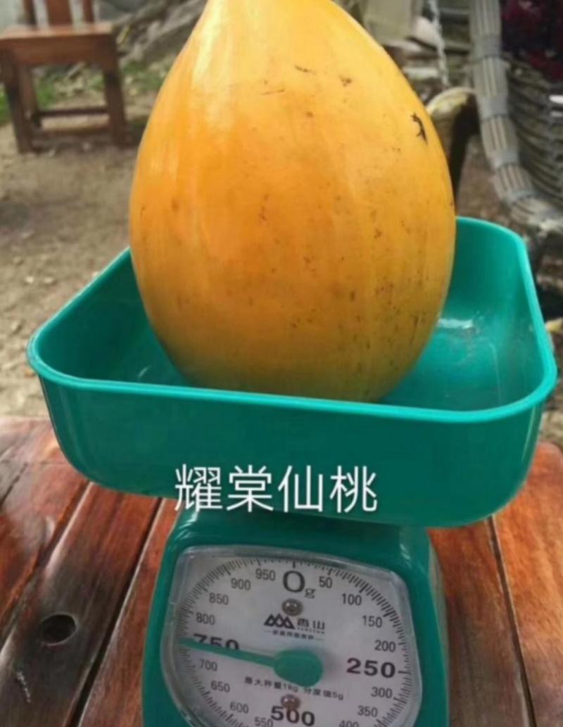 台湾耀棠水仙桃树苗鸡蛋果树苗蛋黄果树苗提供种植管理技术