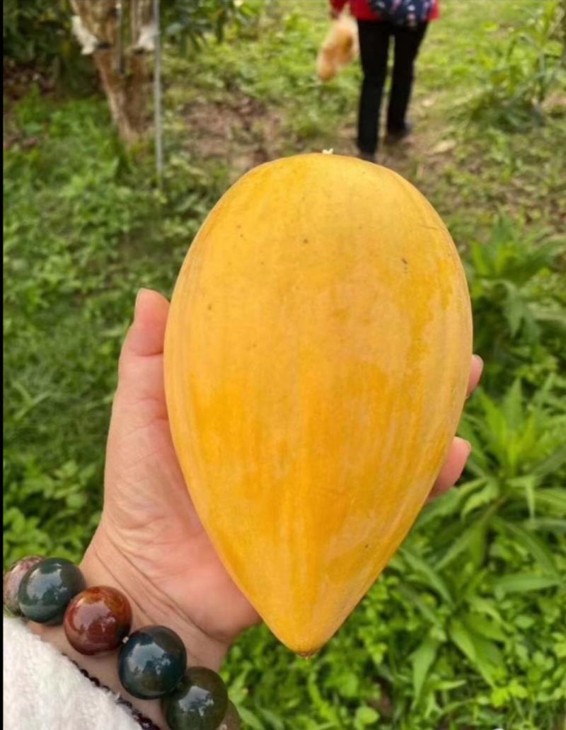 台湾耀棠水仙桃树苗鸡蛋果树苗蛋黄果树苗提供种植管理技术