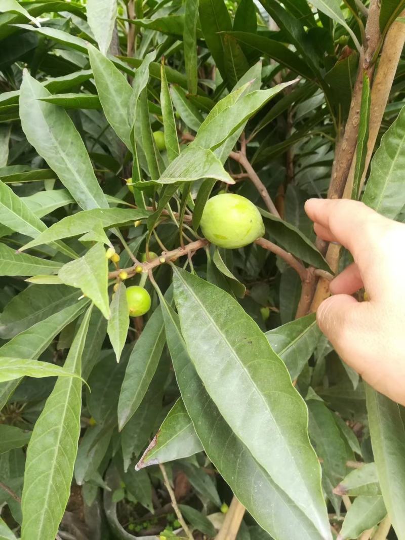 台湾耀棠水仙桃树苗鸡蛋果树苗蛋黄果树苗提供种植管理技术