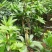 台湾耀棠水仙桃树苗鸡蛋果树苗蛋黄果树苗提供种植管理技术