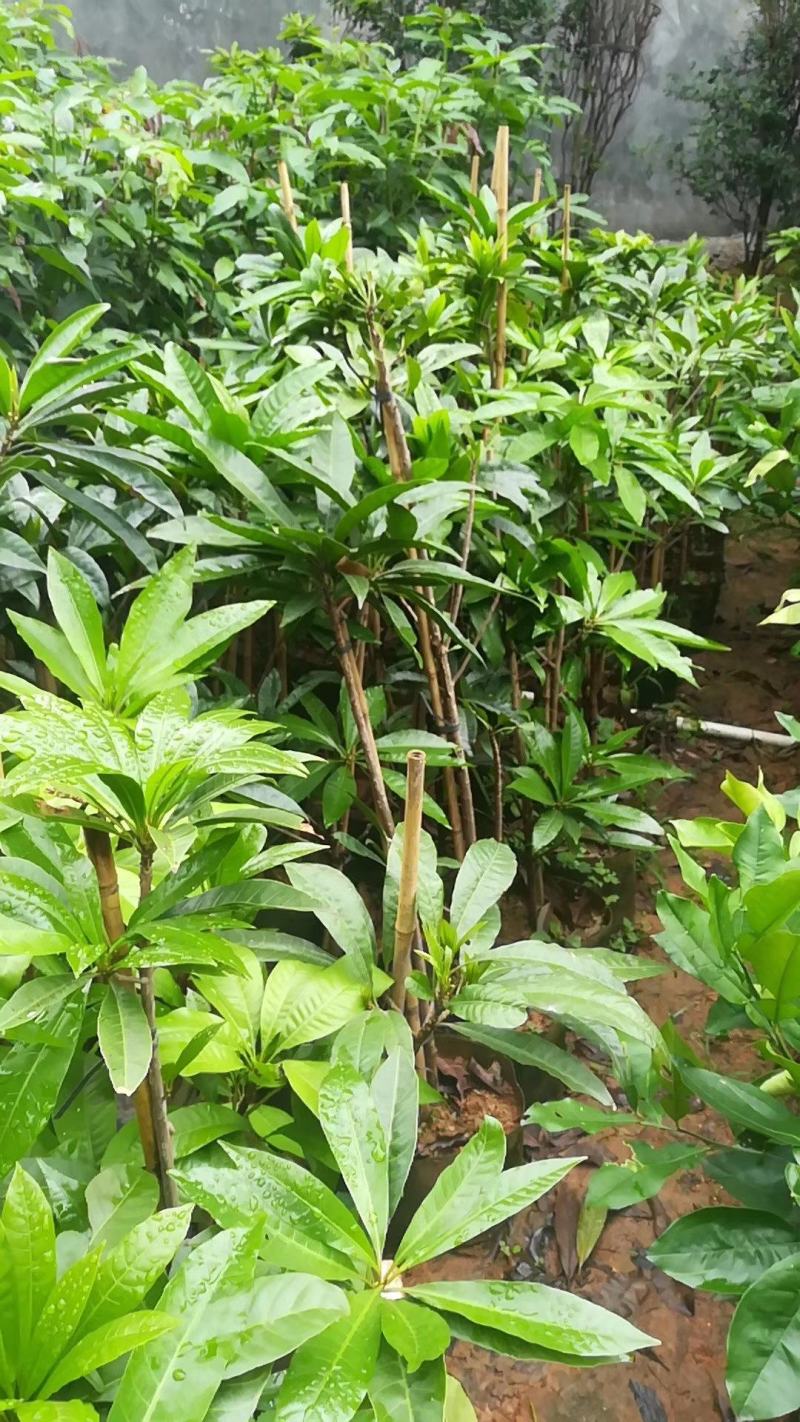 台湾耀棠水仙桃树苗鸡蛋果树苗蛋黄果树苗提供种植管理技术