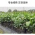 台湾耀棠水仙桃树苗鸡蛋果树苗蛋黄果树苗提供种植管理技术