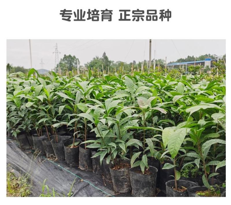 台湾耀棠水仙桃树苗鸡蛋果树苗蛋黄果树苗提供种植管理技术