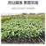 台湾耀棠水仙桃树苗鸡蛋果树苗蛋黄果树苗提供种植管理技术
