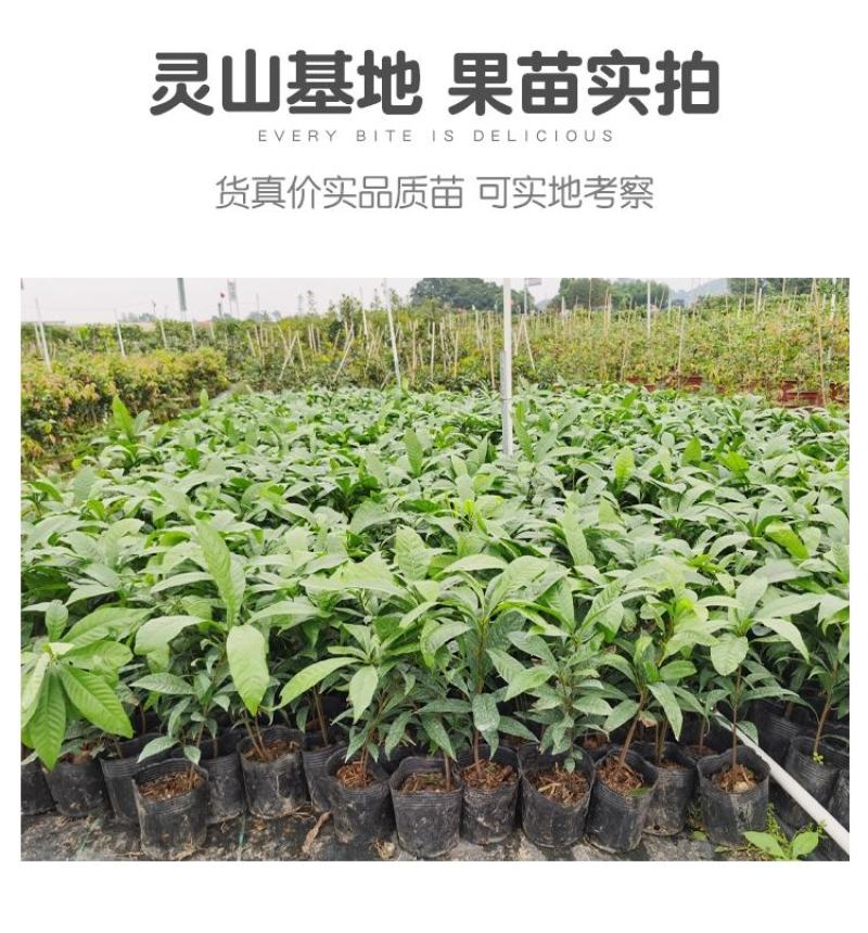 台湾耀棠水仙桃树苗鸡蛋果树苗蛋黄果树苗提供种植管理技术