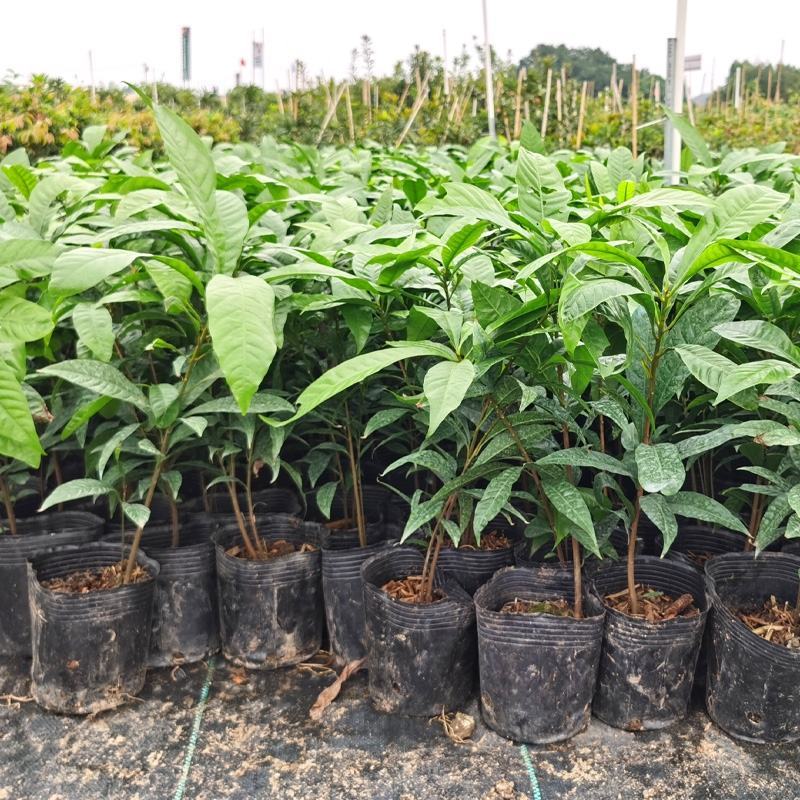 台湾耀棠水仙桃树苗鸡蛋果树苗蛋黄果树苗提供种植管理技术