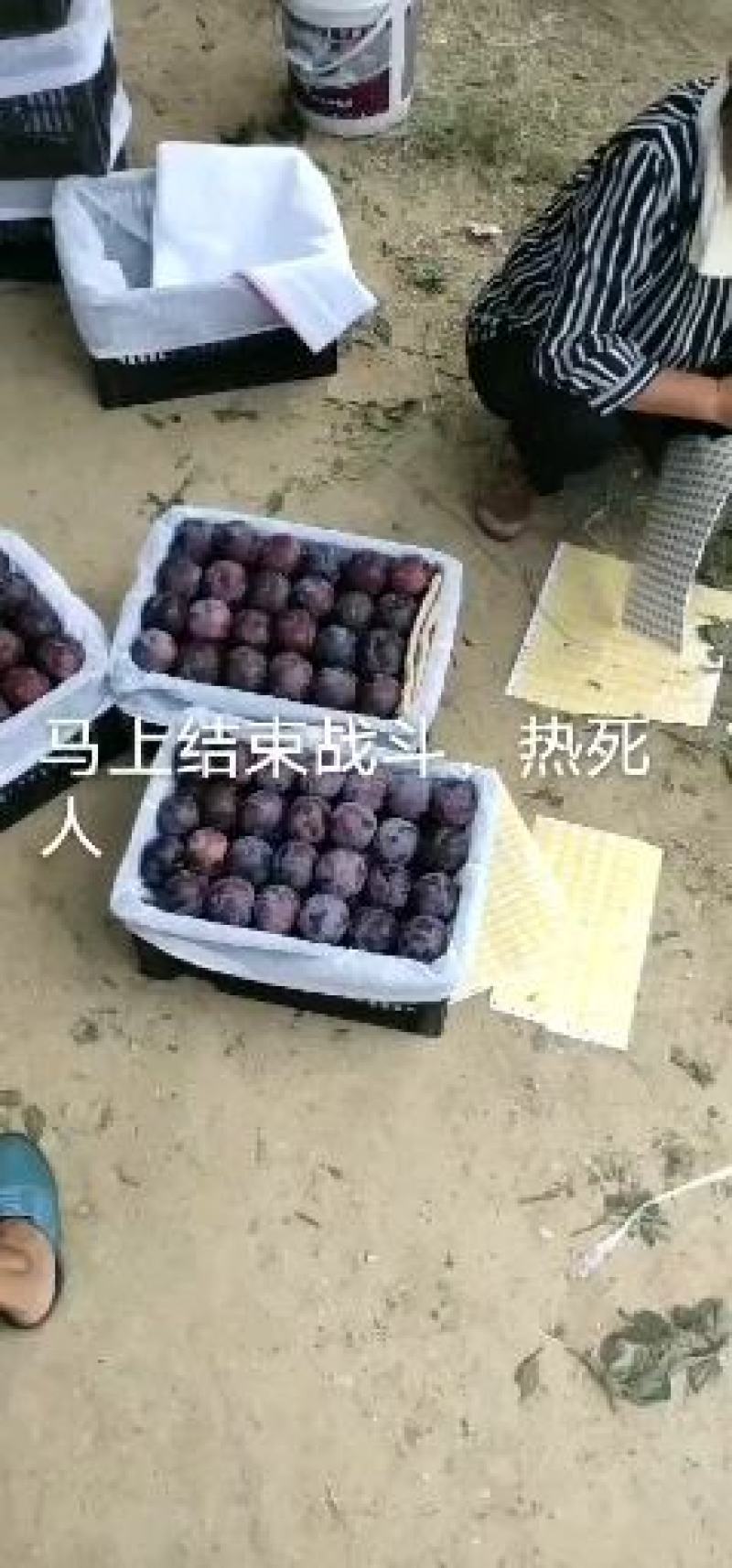 河南内乡李子红布林口感好量大