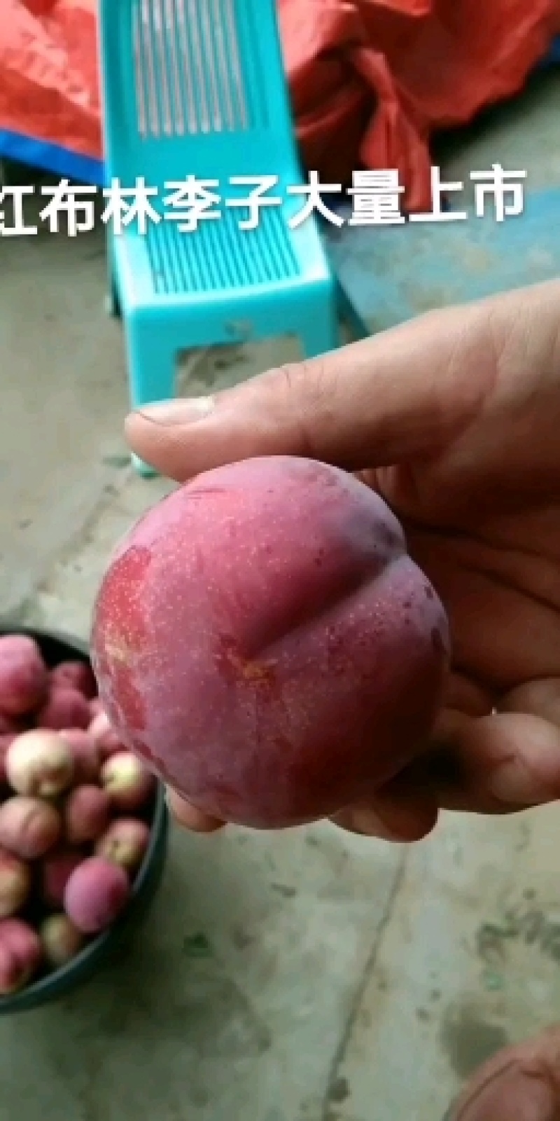 河南内乡李子红布林口感好量大