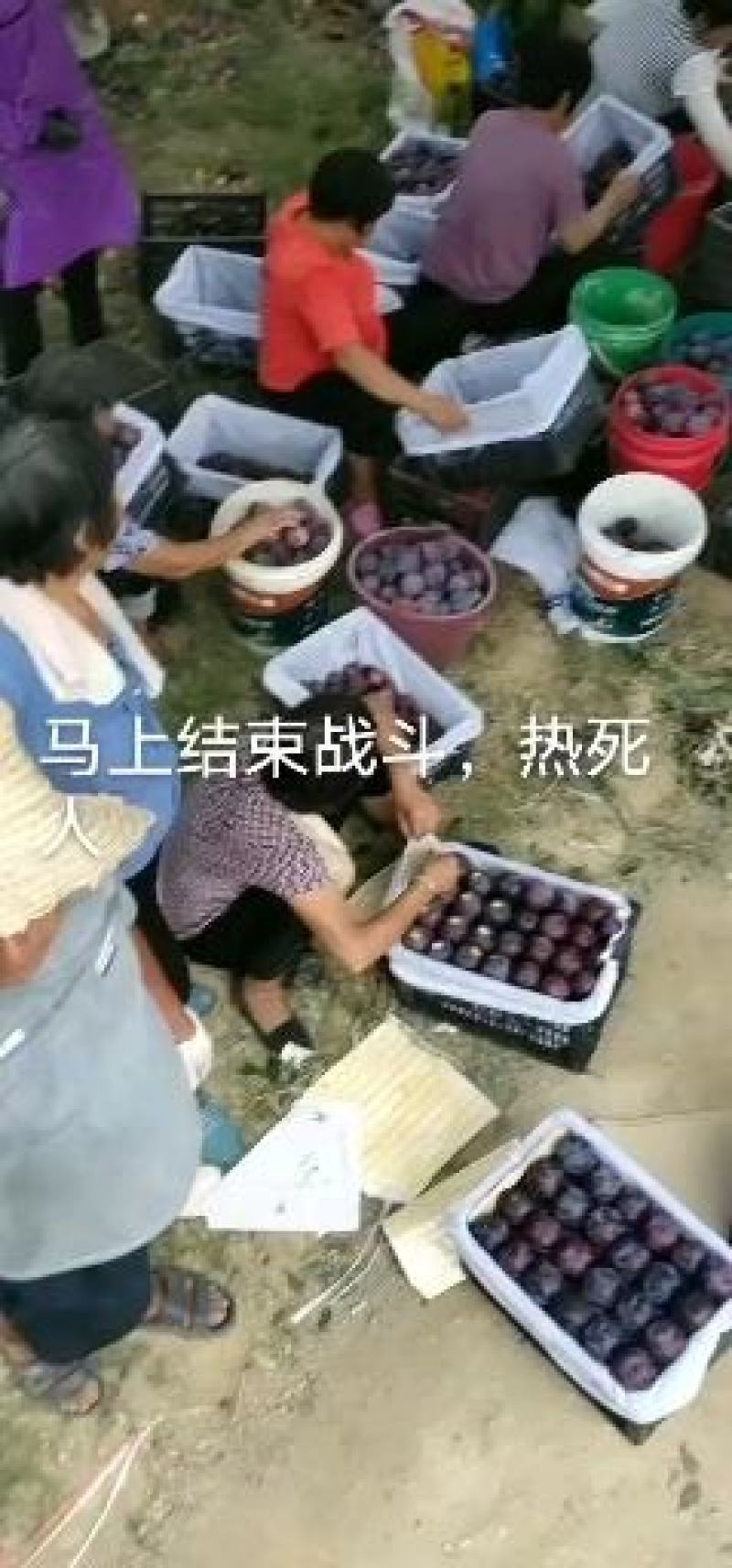 河南内乡李子红布林口感好量大