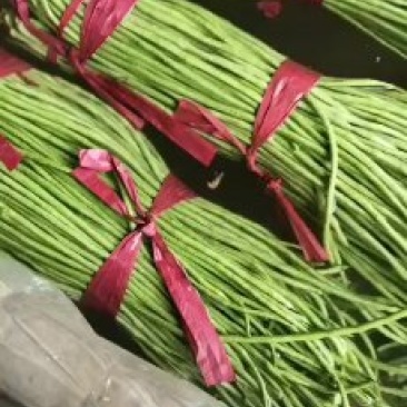 河北永年长豆角大量上市中