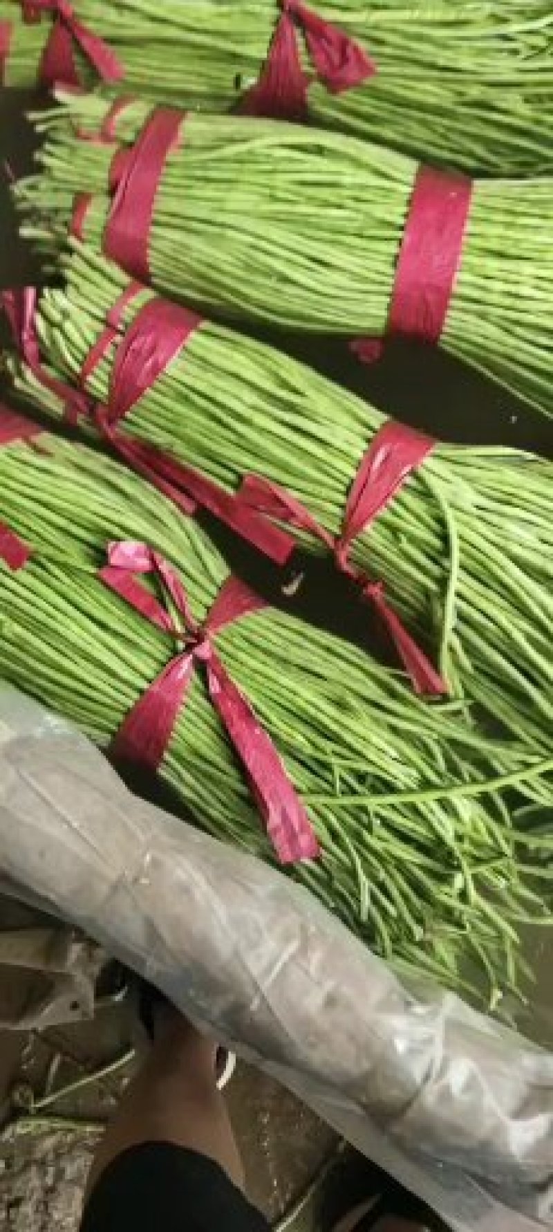 河北永年长豆角大量上市中