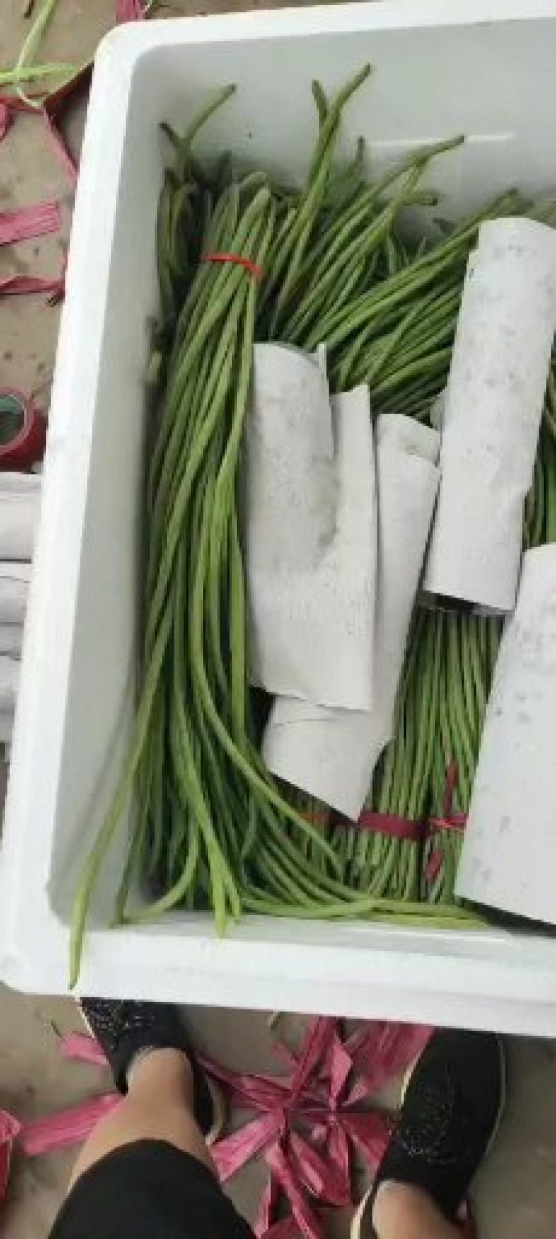 河北永年长豆角大量上市中