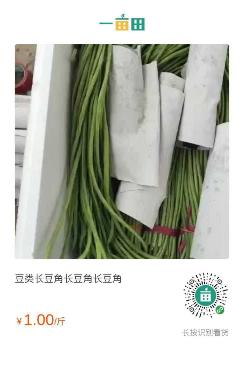 河北永年长豆角大量上市中