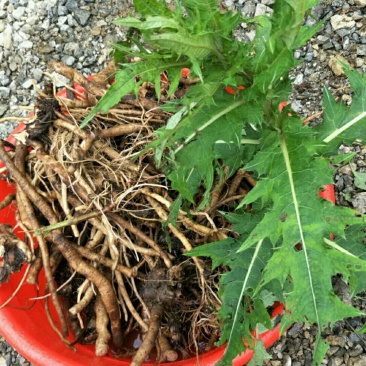 大深山里的野生干大稣