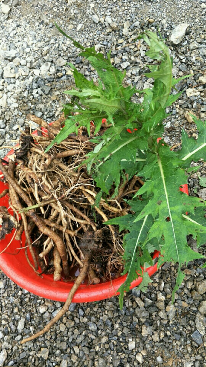 大深山里的野生干大稣