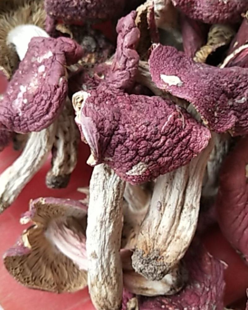 干红菌菇，朱砂菌，红菇，大小规格齐全全烘干