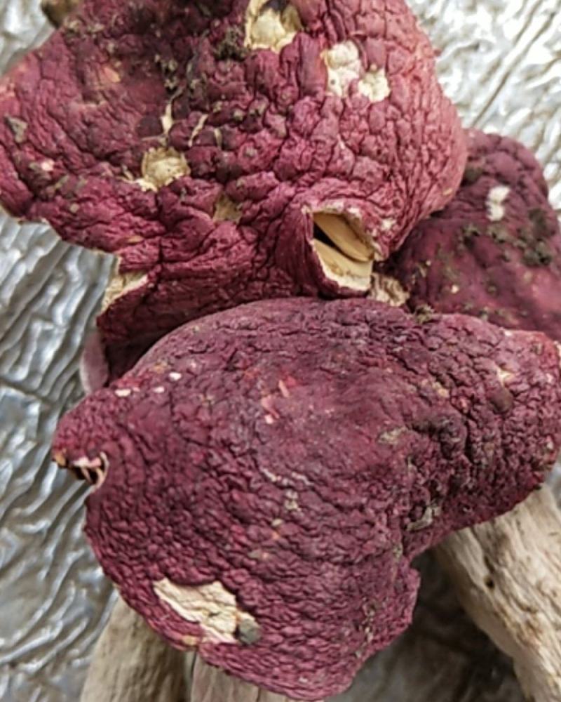 干红菌菇，朱砂菌，红菇，大小规格齐全全烘干