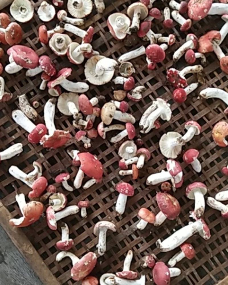 干红菌菇，朱砂菌，红菇，大小规格齐全全烘干
