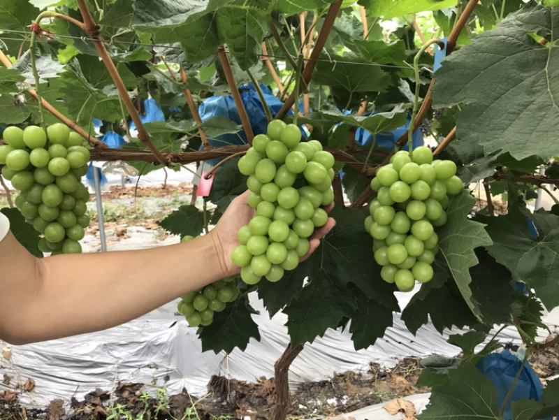 阳光玫瑰基地直供欢迎咨询