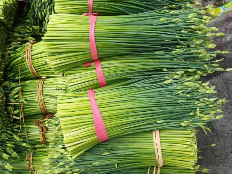 山东韭菜苔大量上市保质保量欢迎选购货源充足