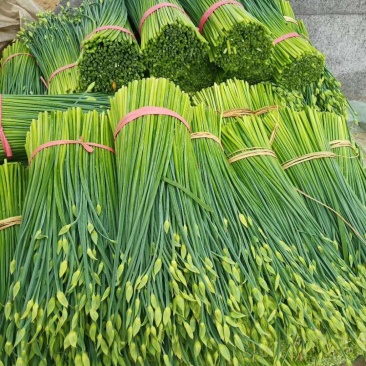 山东韭菜苔大量上市保质保量欢迎选购货源充足